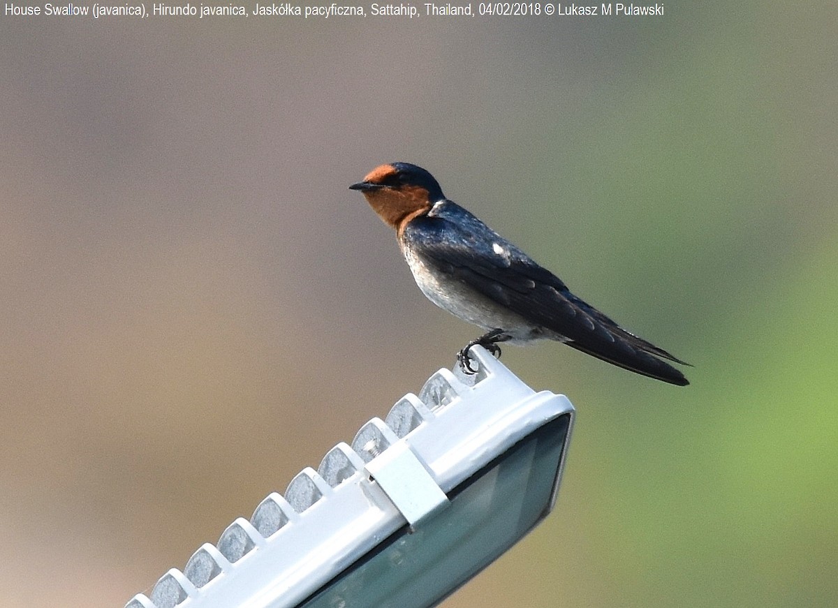 Pacific Swallow (Pacific) - Lukasz Pulawski