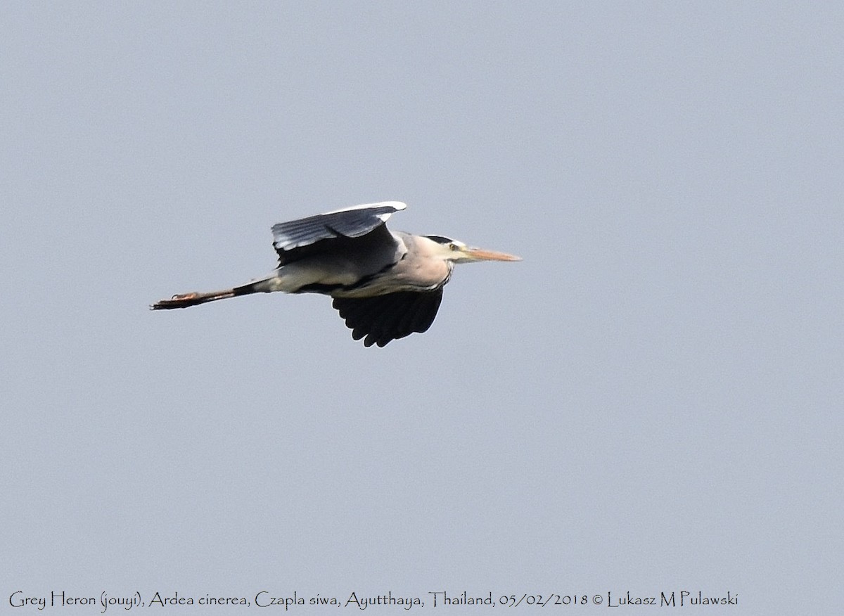 Gray Heron - ML251936211