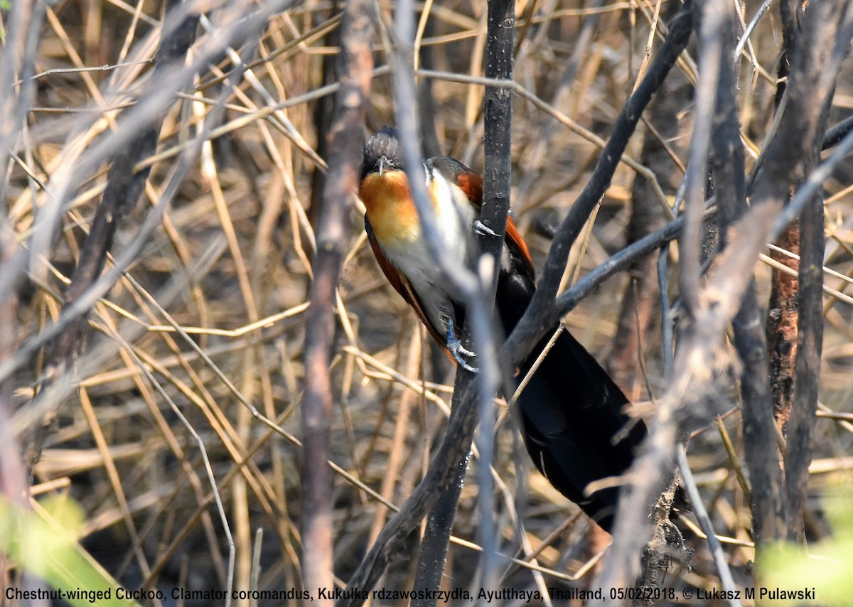 Chestnut-winged Cuckoo - Lukasz Pulawski