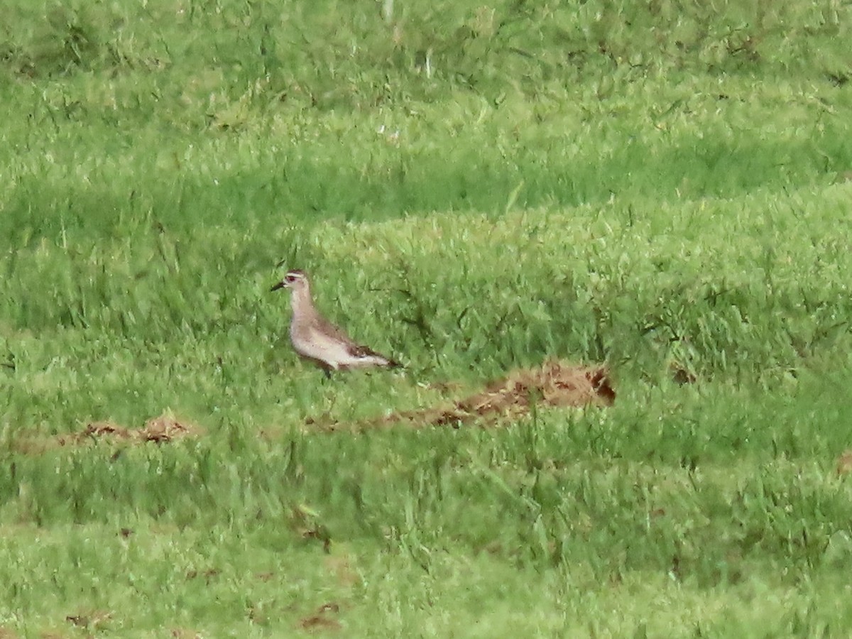 eBird Checklist - 27 Jul 2020 - 3814–4012 Joe Overstreet Rd ...