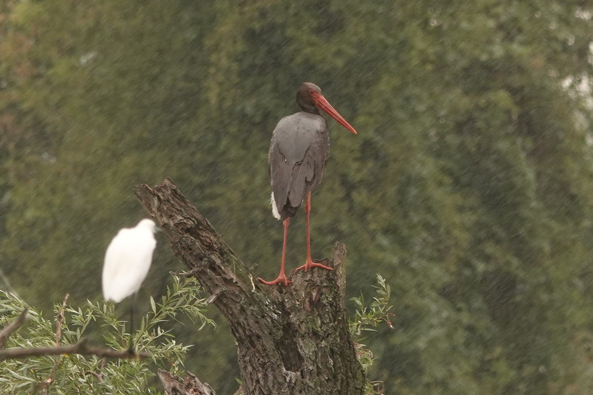 Black Stork - ML251938621