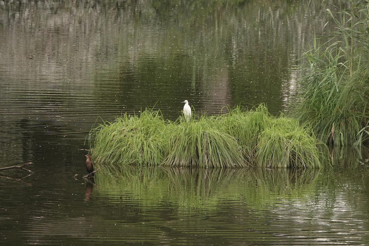 Little Egret - ML251939621