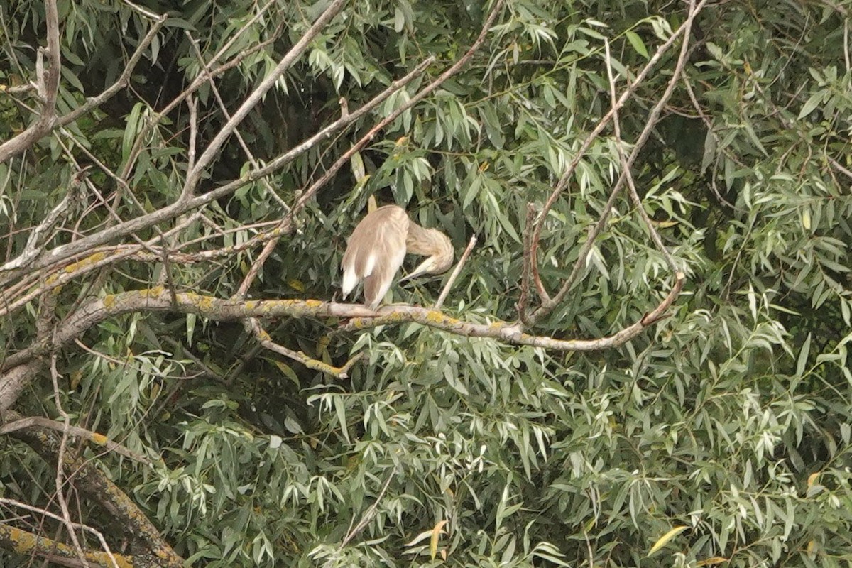 Squacco Heron - ML251939931