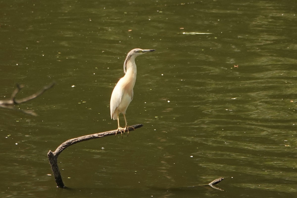 Squacco Heron - ML251940021