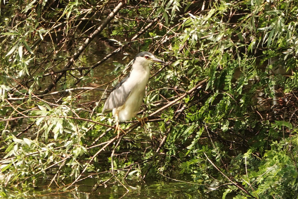 Black-crowned Night Heron - ML251940111