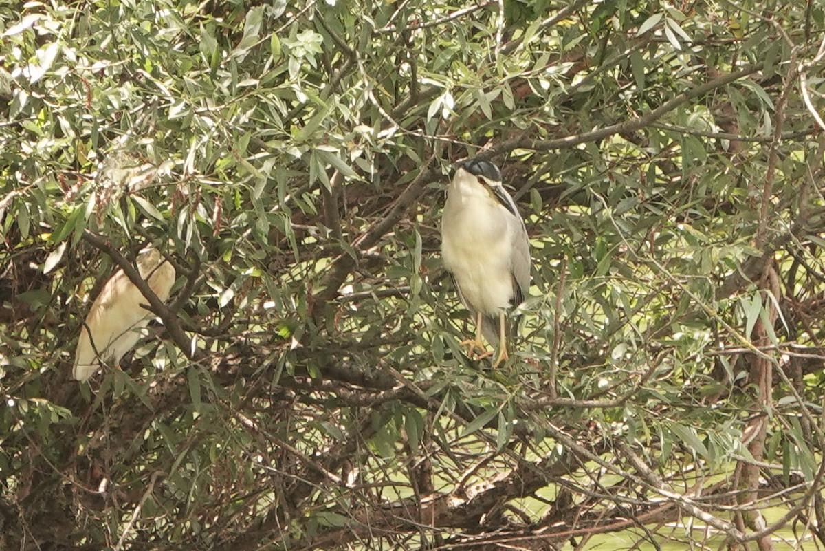 Black-crowned Night Heron - ML251940171