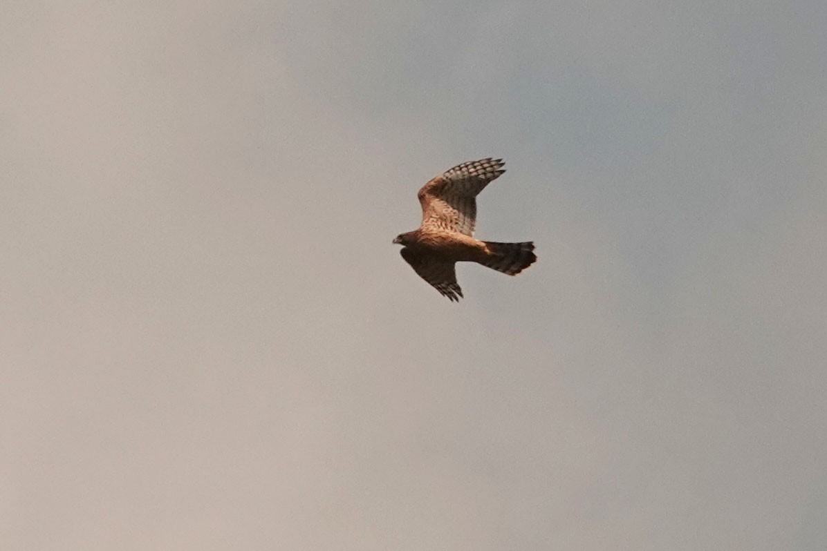 Eurasian Goshawk - ML251940221