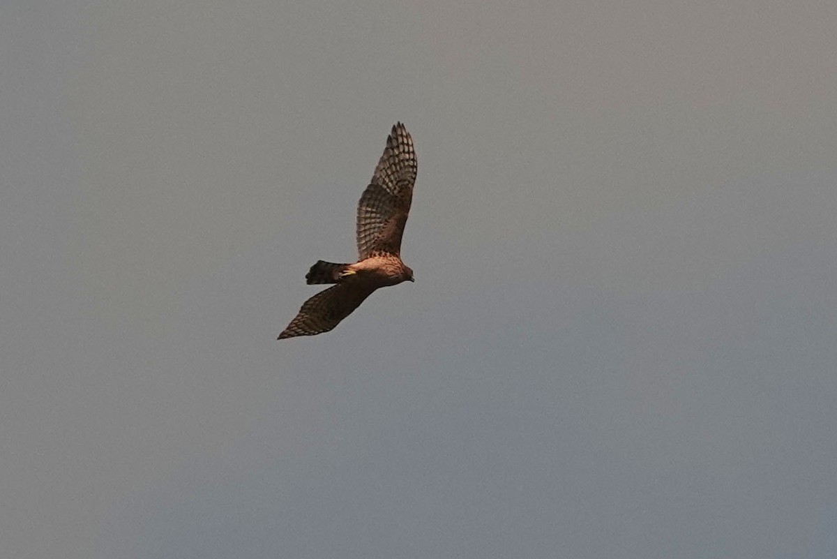 Eurasian Goshawk - ML251940231