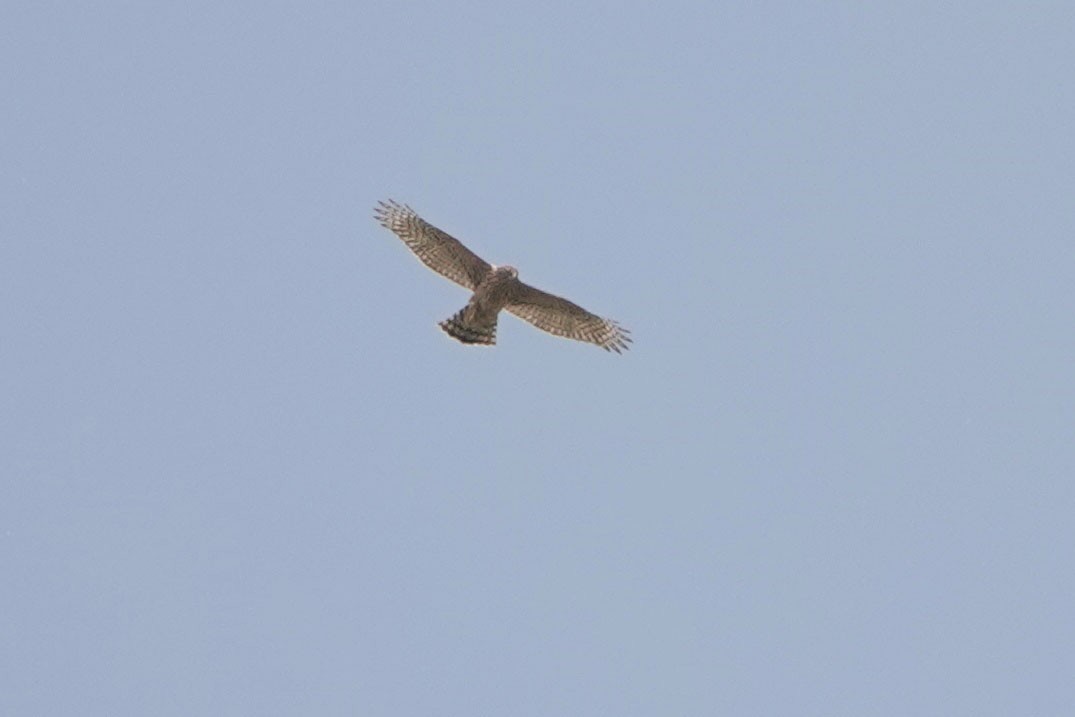 Eurasian Goshawk - ML251940351