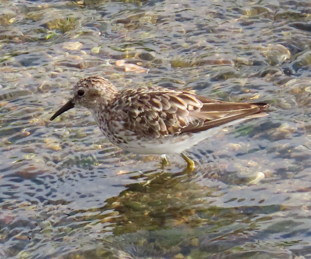 Least Sandpiper - ML251940581