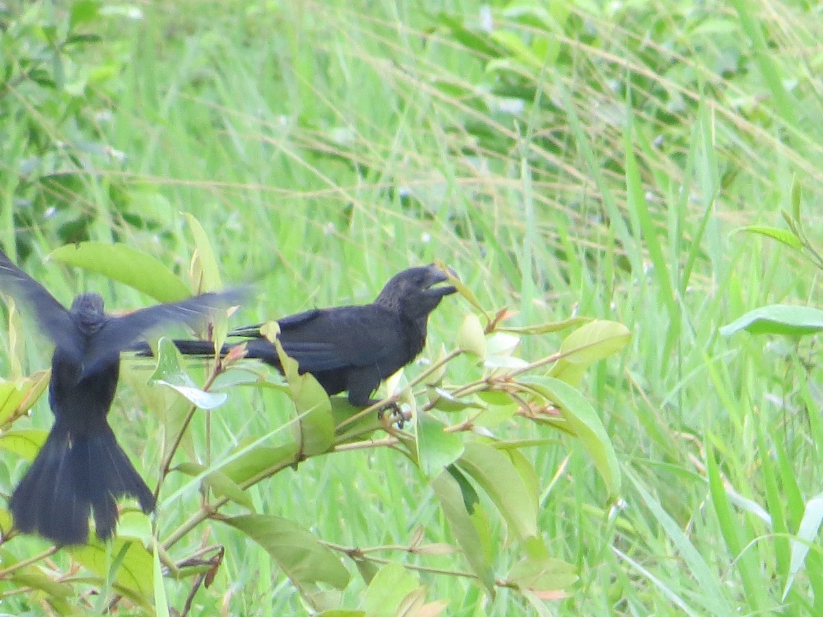 Smooth-billed Ani - ML251940781