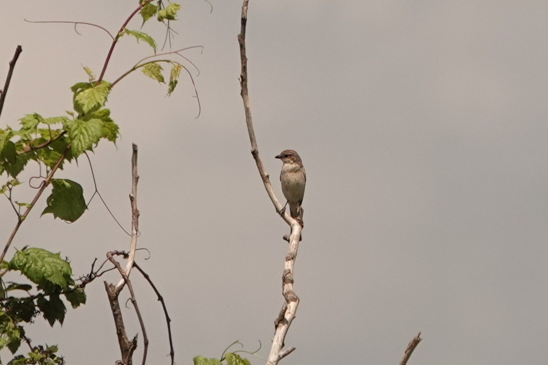 Red-backed Shrike - ML251940811