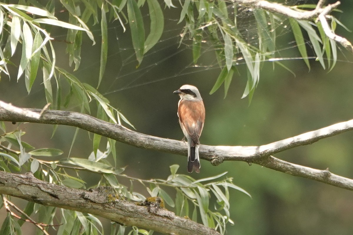 Red-backed Shrike - ML251940941