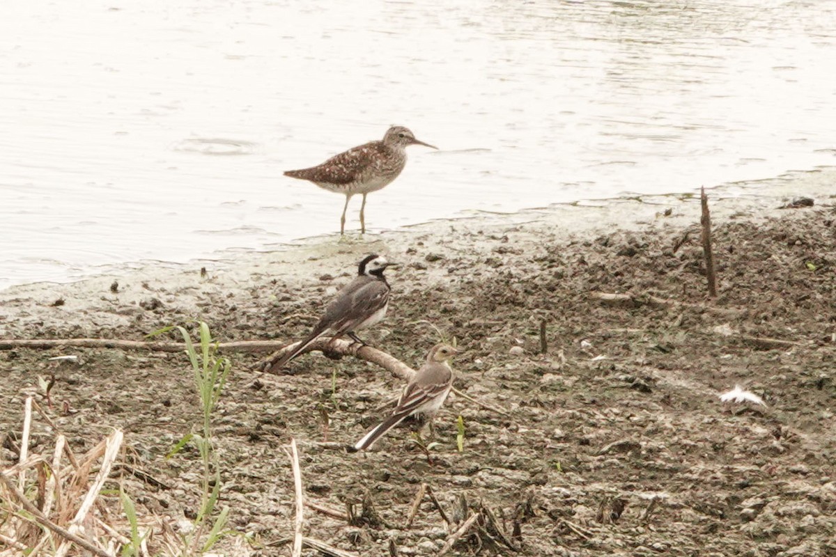 White Wagtail - ML251941091