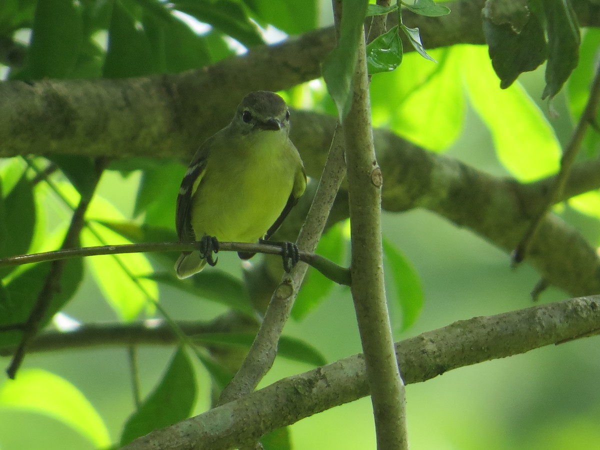 Southern Beardless-Tyrannulet - ML251941141