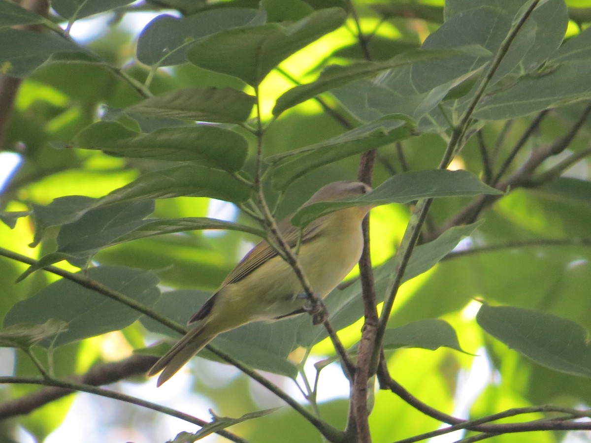 Sarı Böğürlü Vireo - ML251941201