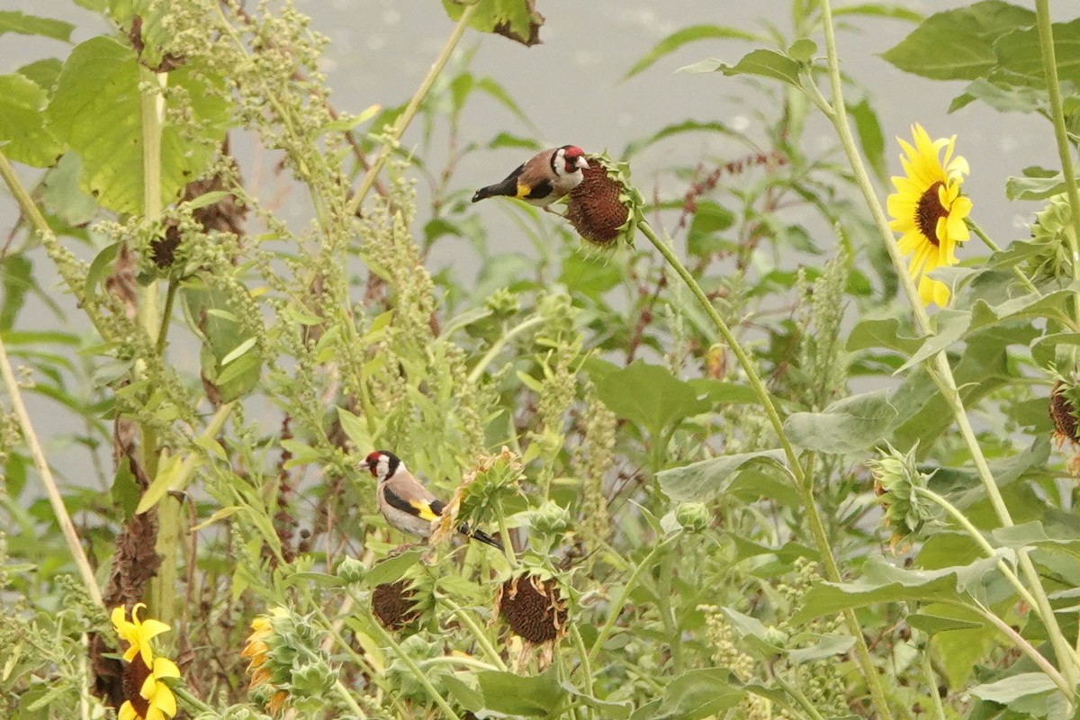 European Goldfinch - ML251941291