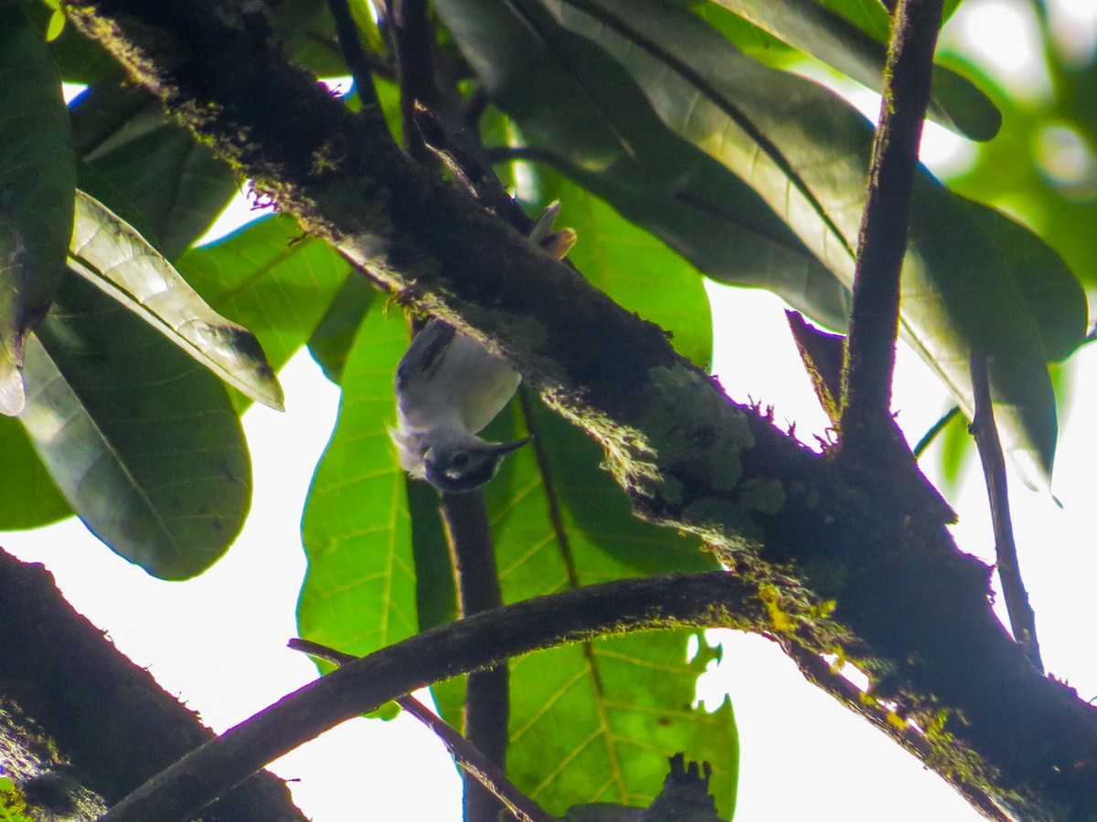 White-browed Gnatcatcher - ML251941321