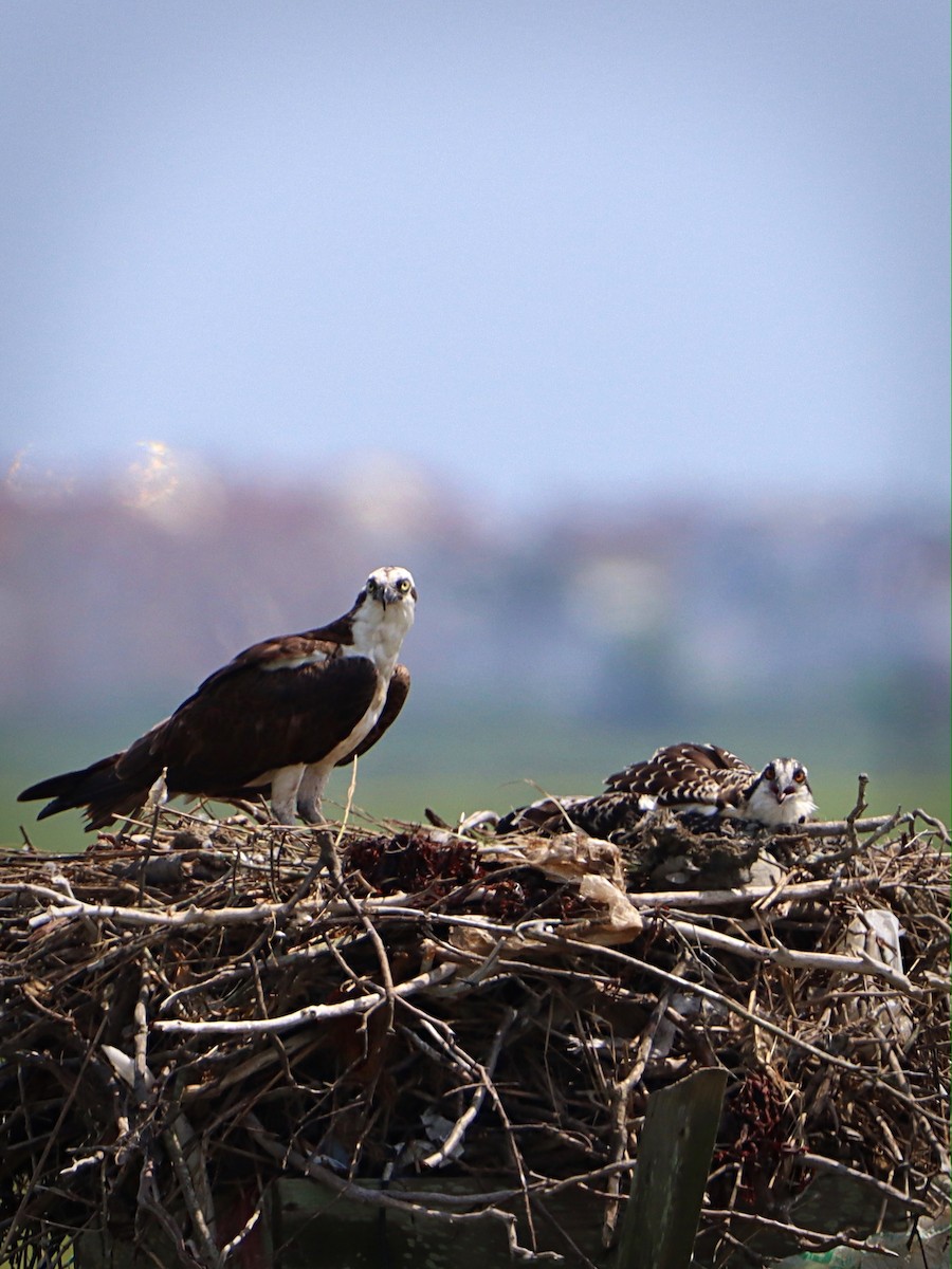 Osprey - ML251941491