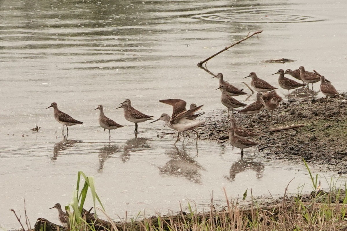 Common Greenshank - ML251941931