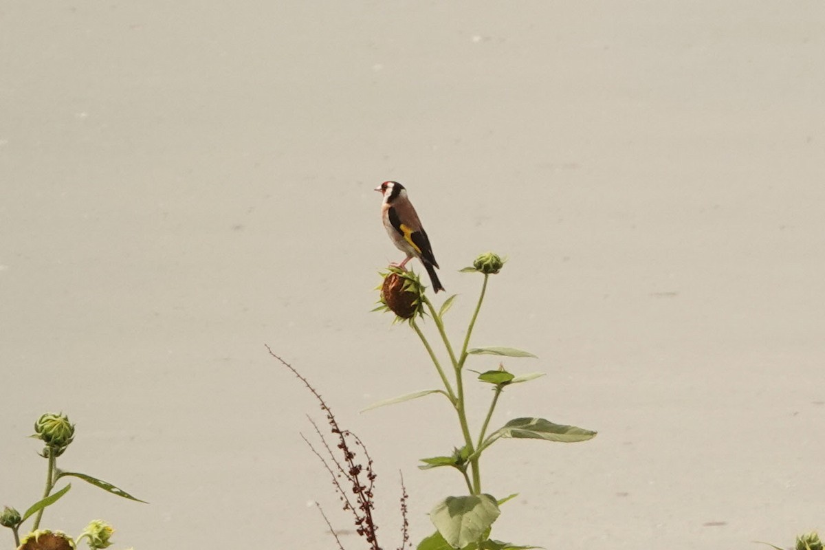 European Goldfinch - Mira Milovanović