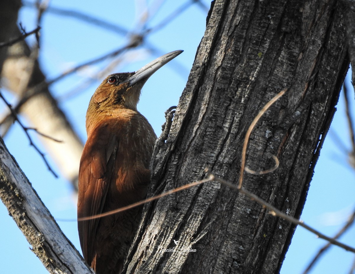 Great Rufous Woodcreeper - ML251942821