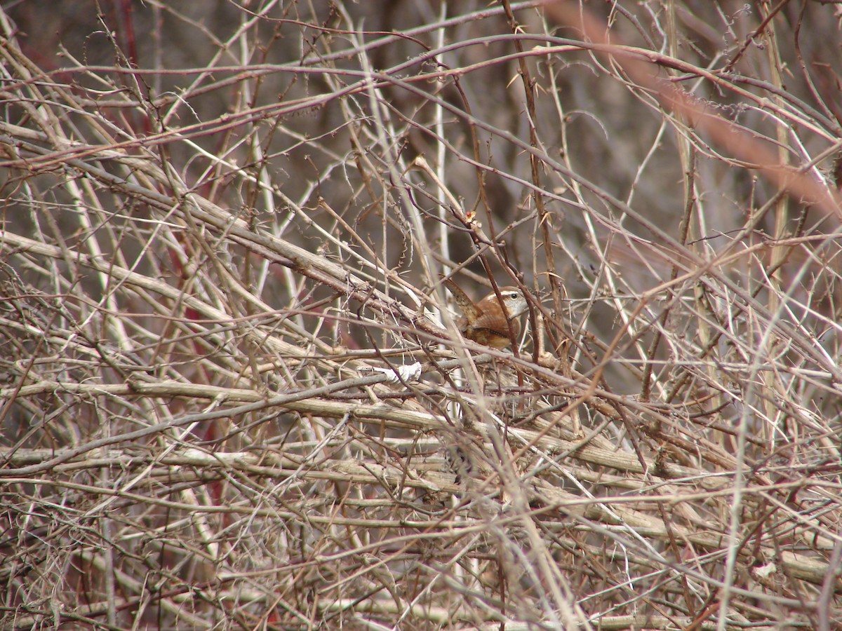 Carolina Wren - ML25194351