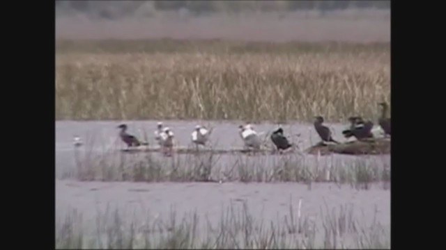 Royal Spoonbill - ML251945531