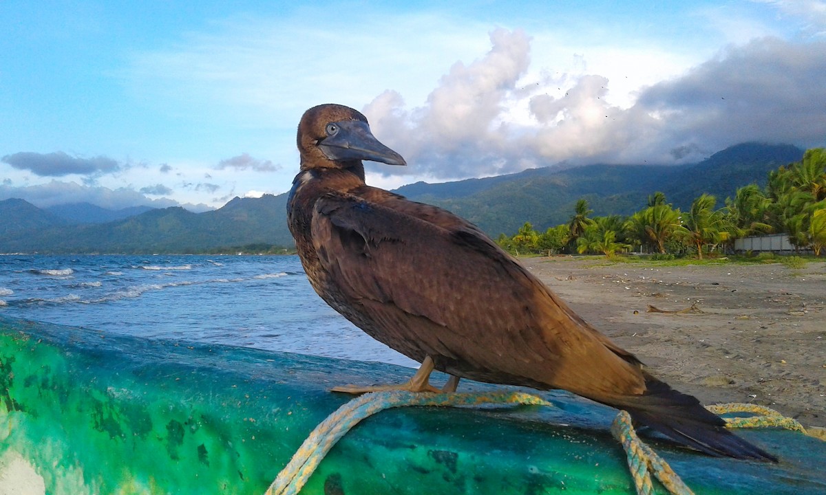 Brown Booby - ML251945941