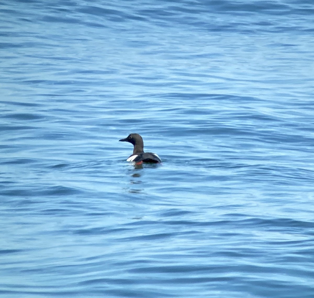 Pigeon Guillemot - ML251945961