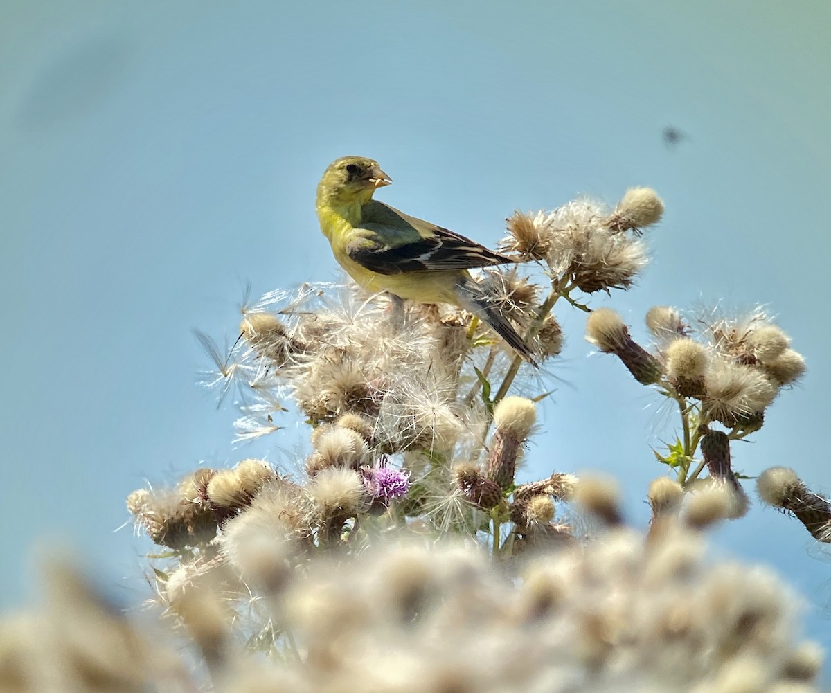 American Goldfinch - Greg Harrington