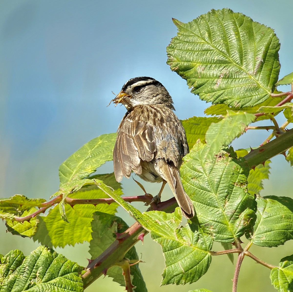 White-crowned Sparrow (pugetensis) - ML251946371