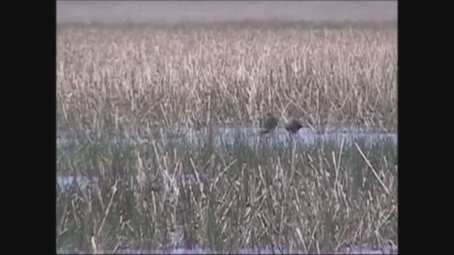 מגלן חום - ML251946571