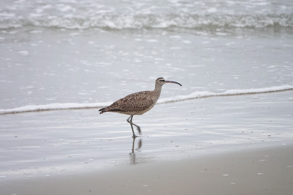 Whimbrel - ML251946871