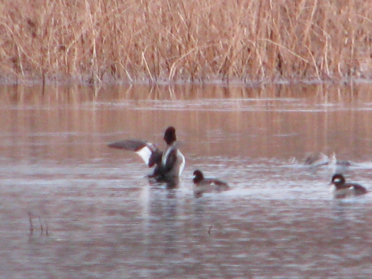 Common Goldeneye - Chris Martone