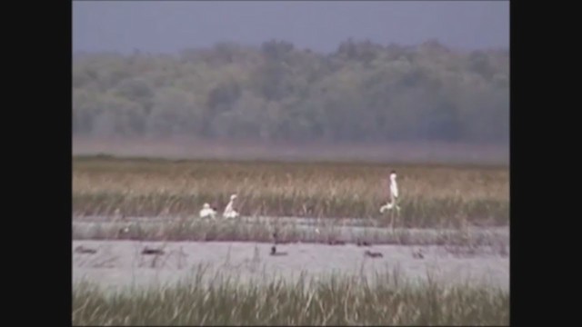 Australian Pelican - ML251947411