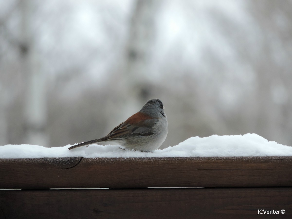 Dark-eyed Junco - ML25194791