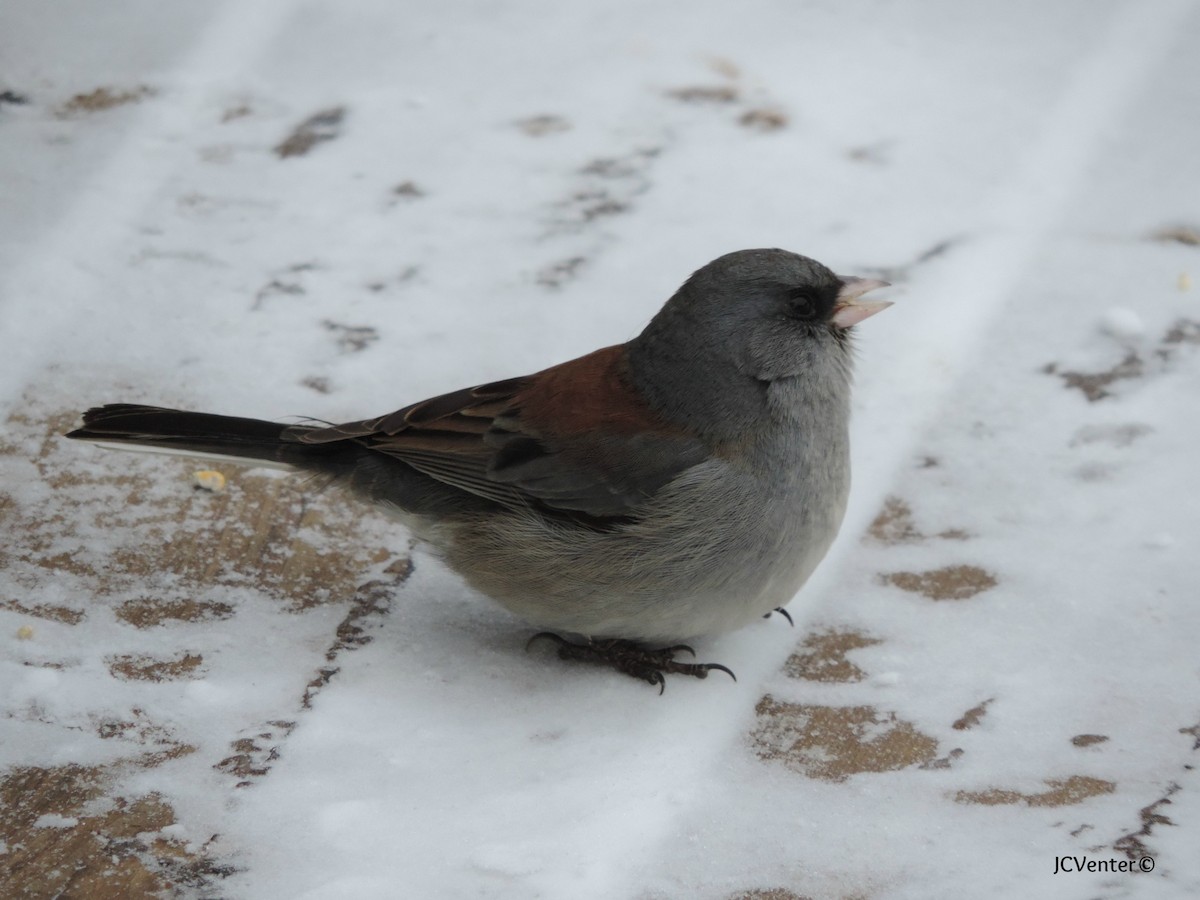 Dark-eyed Junco - ML25194801