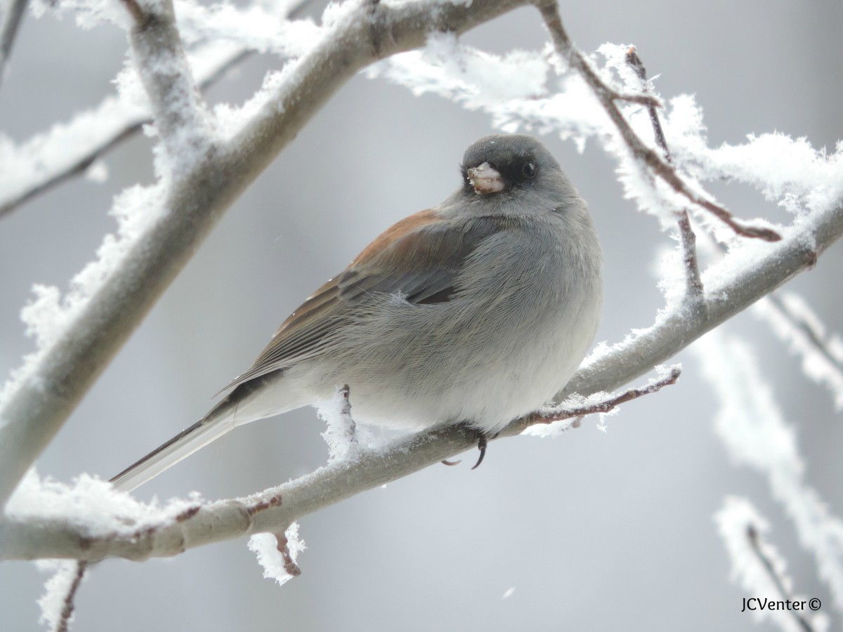 Dark-eyed Junco - ML25194841
