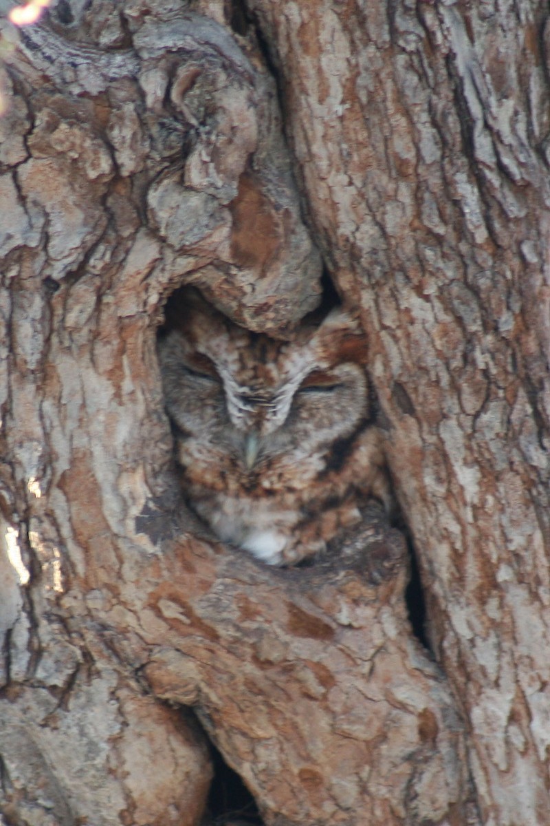 Eastern Screech-Owl - Julie Katt