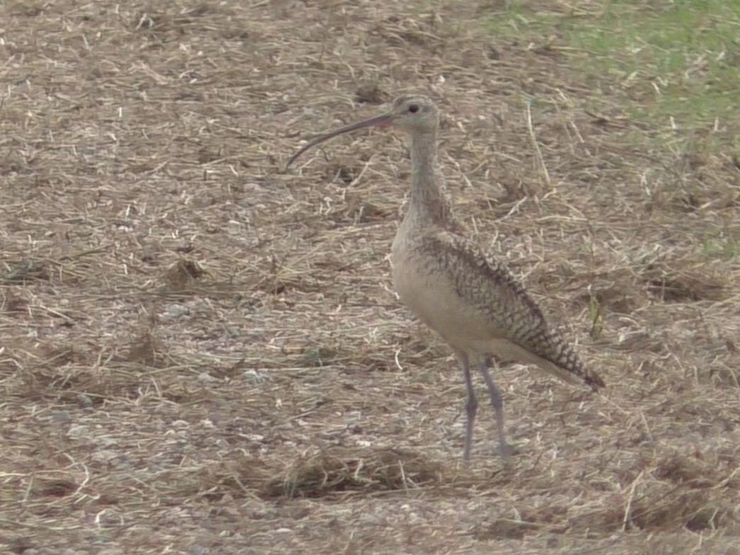 Long-billed Curlew - ML251949161