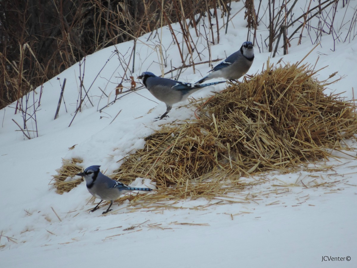 Blue Jay - ML25194921