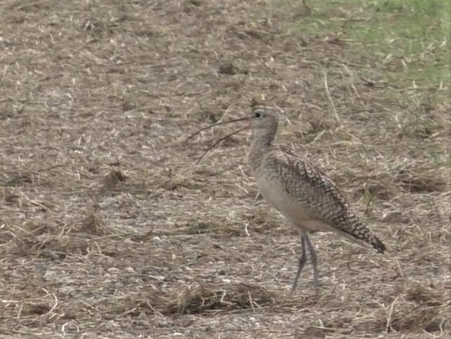 Long-billed Curlew - ML251949291