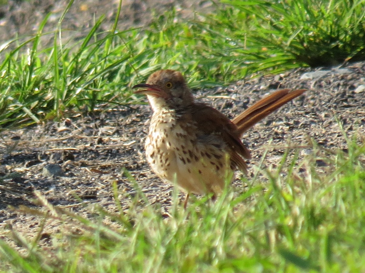 Brown Thrasher - ML251949391