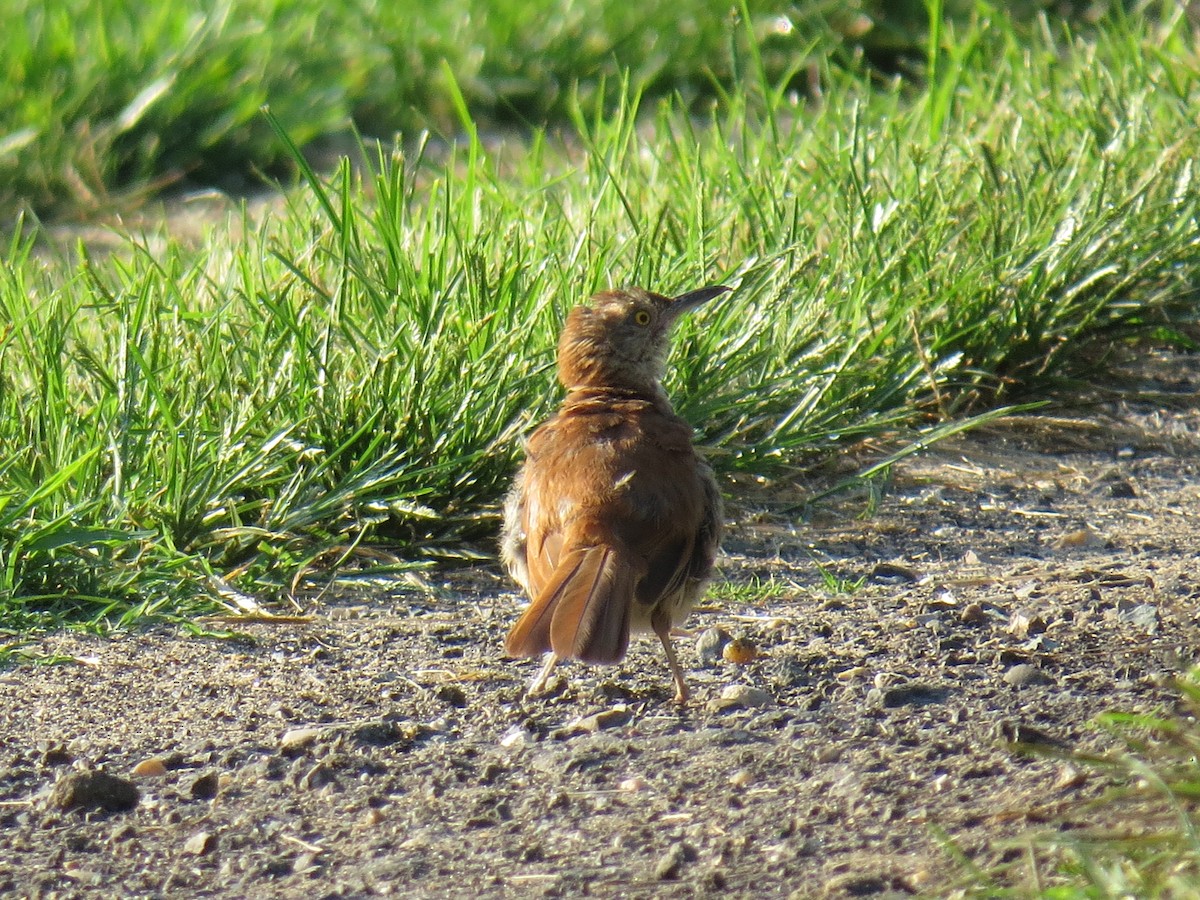 Brown Thrasher - ML251949401