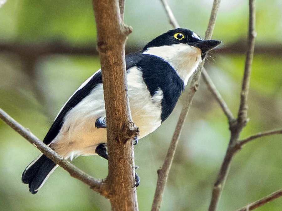 Iturijski batis - eBird