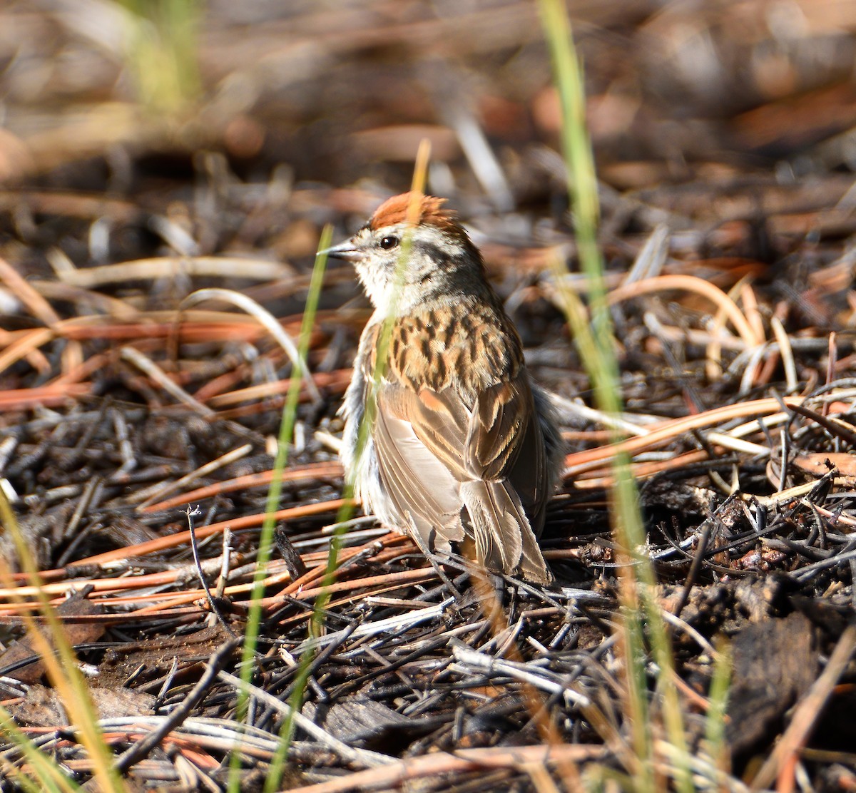 Chipping Sparrow - ML251953871
