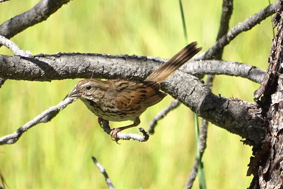 Song Sparrow - ML251954081