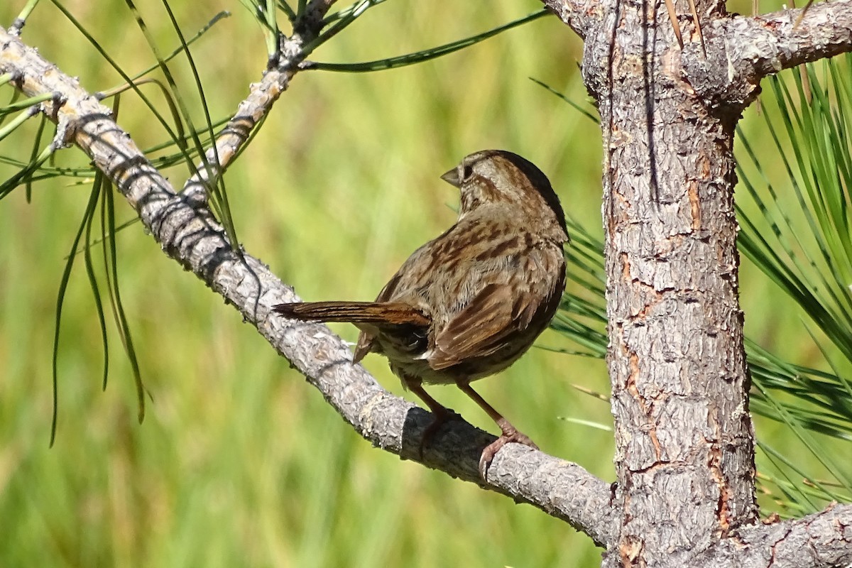 Song Sparrow - ML251954201