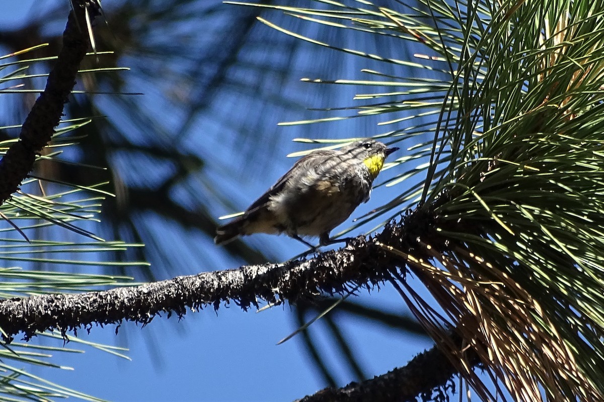 Yellow-rumped Warbler (Audubon's) - ML251954281